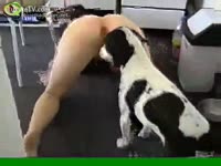 Doggie licking 2 holes at the same time